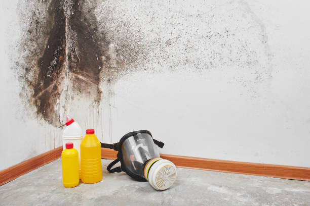 Best Local Mold Removal Service  in Leonville, LA