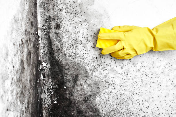 Best Toxic Mold Removal  in Leonville, LA