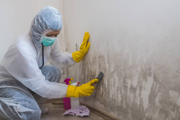 Best Mold Damage Repair  in Leonville, LA