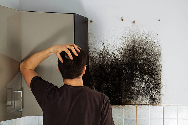 Professional Mold Removal in Leonville, LA