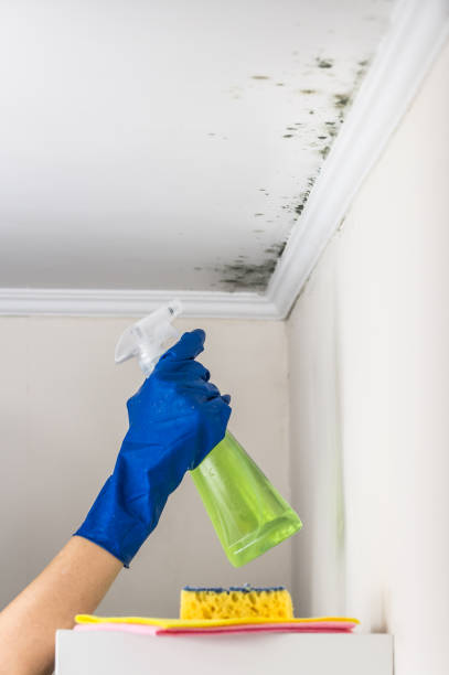 Best Certified Mold Removal  in Leonville, LA