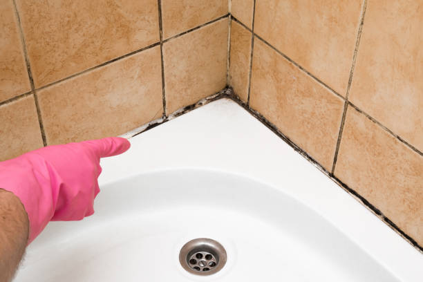Best Attic Mold Removal  in Leonville, LA